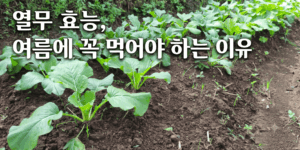열무 효능